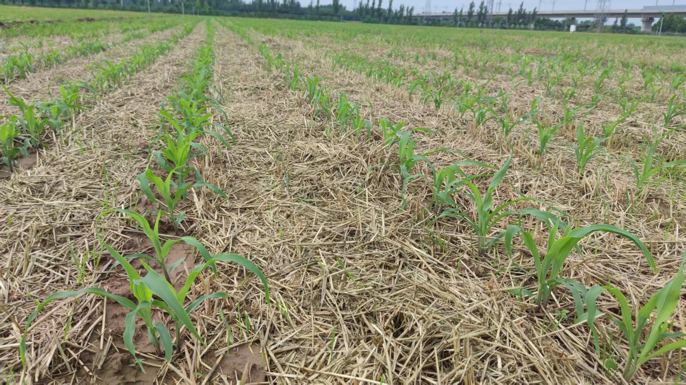 1772184566398913.jpg 1772184566398913.jpg