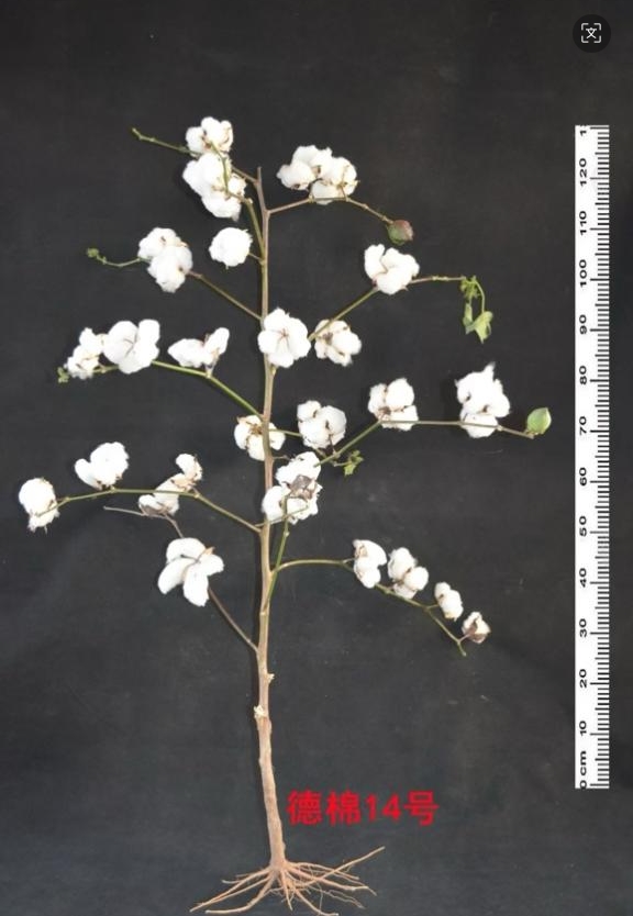 1772185233907123.jpg 1772185233907123.jpg