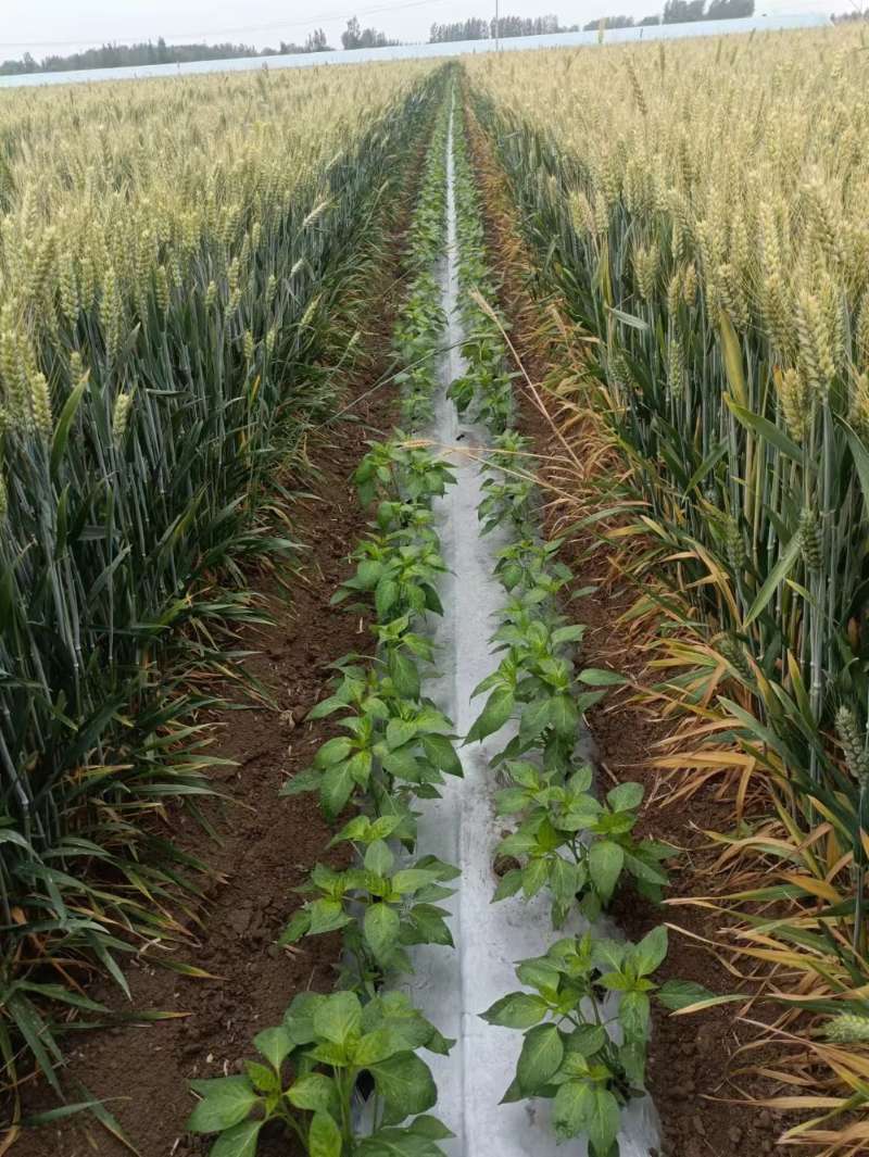 1780908333595628.jpg